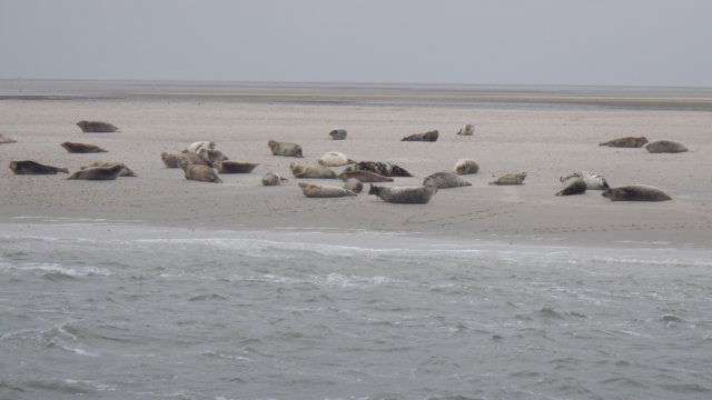 HWK Texel 2015 070.jpg